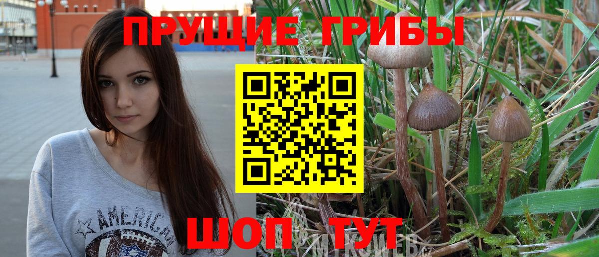 Галлюциногенные грибы Psilocybe Знаменск