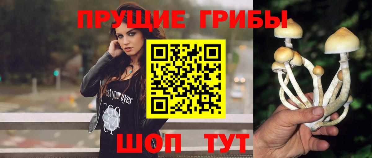 Галлюциногенные грибы Psilocybine cubensis  Вход с VPN  Знаменск 